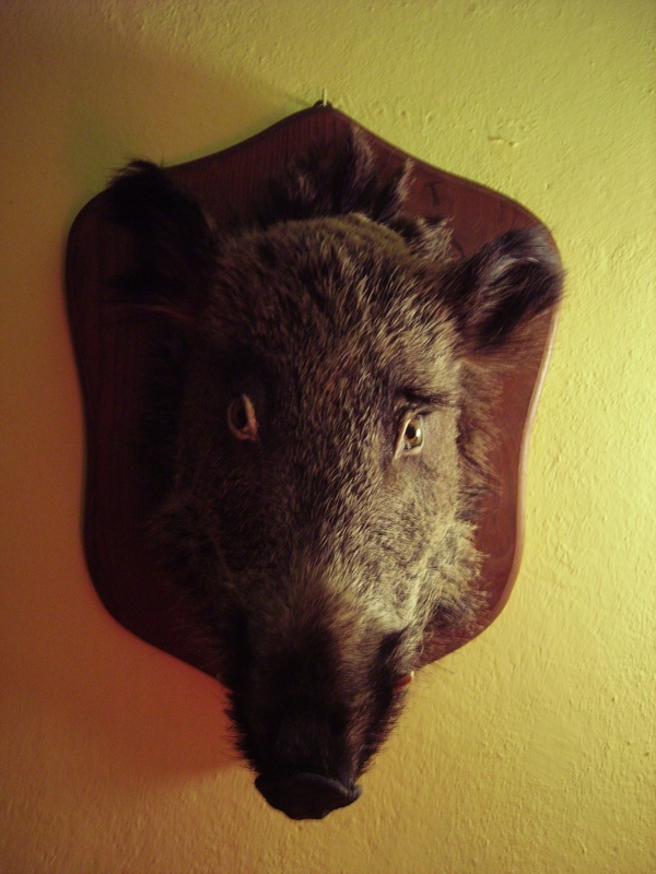 boar